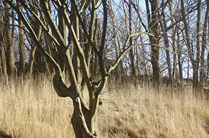 Forest looks golden due to golden sun rays