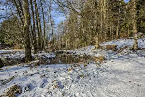 A forest with lots of trees and old snow is next to a small river