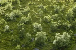 Forest of low Downy birch Betula pubescens Moskenesoya Lofoten Norway