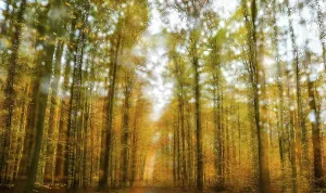 Forest Lower Franconia