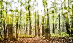 Forest Lower Franconia