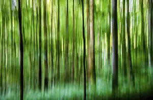 Forest Lower Franconia