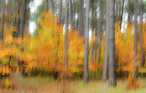 Forest Lower Franconia