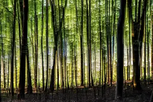 Forest Lower Franconia