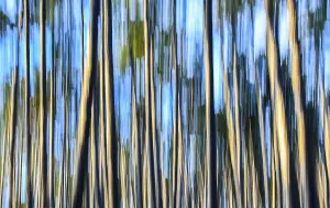 Forest Lower Franconia