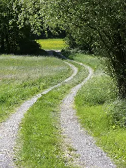 Forest with meadow, forest path in spring near Maulbronn