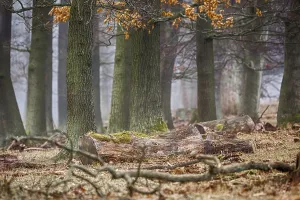 Forest in the mist