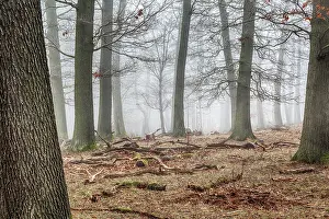 Forest in the mist