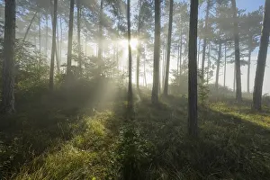 Forest in the morning with fog and sun