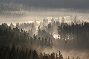 Forest in the morning light, Black Forest mountain range