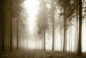 Forest in the morning mist in autumn