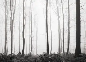 Forest in the morning mist in autumn