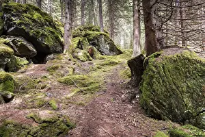 Forest with mossy rocks, WeiBpriachtal
