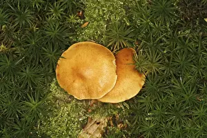 Forest mushrooms in moss