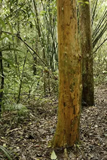 Forest, Nature, Serra do Mar State park