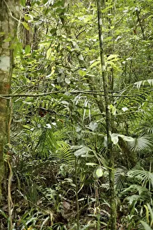 Forest, Nature, Serra do Mar State park