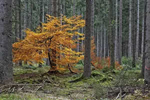 Forest near Bonndorf in autumn