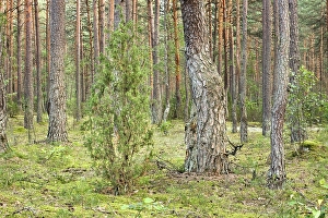 Forest near Roduka in Dzukijos National Park