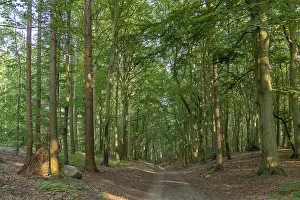 Forest near Sellin, Ruegen Island