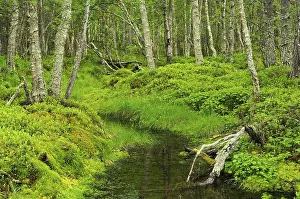 Forest near Straumbu, Rondane National Park