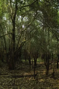 Forest, Pantanal, Mato Grosso, Brazil