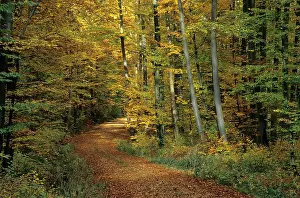 Forest path in autumn
