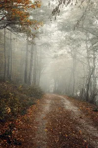 Forest path with autumn leaves and fog