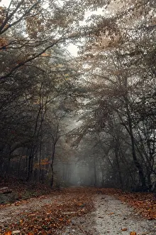 Forest path with autumn leaves and fog