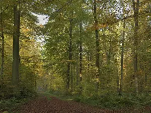 Forest path in the autumnally coloured deciduous forest from (Fagus sylvatica )