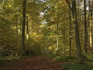 Forest path in the autumnally coloured deciduous forest from (Fagus sylvatica )