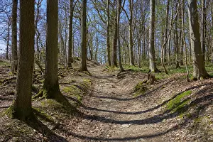 Forest path, bald, deciduous forest