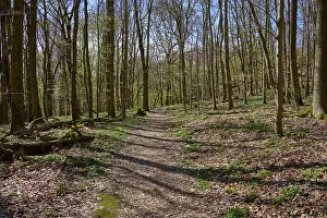 Forest path, bald, deciduous forest
