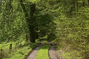 Forest path, beech, deciduous forest