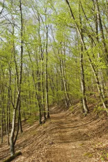 Forest path, beech forest with fresh greenery