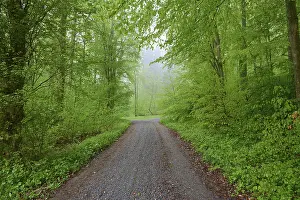Category Forests Prints: Forest path, beech forest, rain
