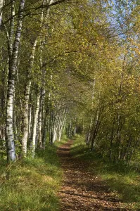 Forest path with birches (Betula)