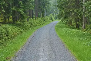 Forest path, coniferous forest