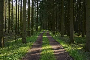 Forest path, coniferous forest