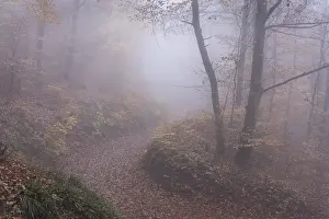 A forest path in a deciduous forest