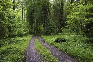 Forest path through a deciduous forest