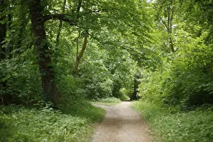 Forest path, deciduous forest, Dammer Berge