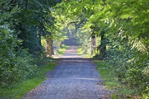 Forest path, deciduous forest, park