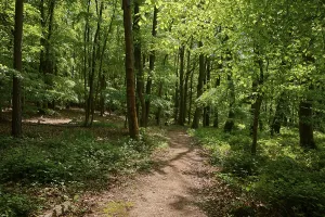 Forest path, deciduous forest, spring
