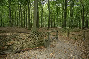 A forest path with exposed tree roots and dense trees