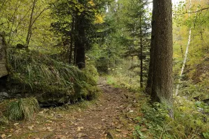 A forest path flanked by tall trees and dense undergrowth