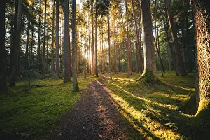A forest path flooded with sunlight