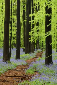 Forest path through a forest of Common Beeches (Fagus sylvatica) with Bluebells (Hyacinthoides)