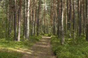 Forest path through green mixed forest