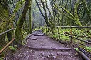 Forest path in the laurel forest