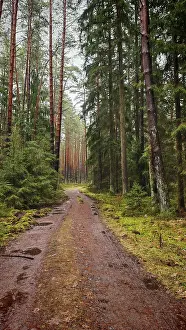 A forest path leading through a pine forest (pinus)